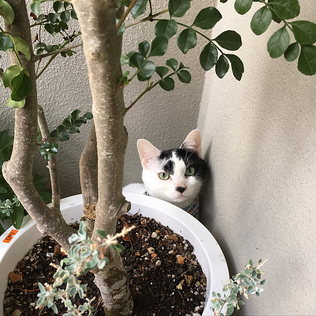 hanaさんの実例写真