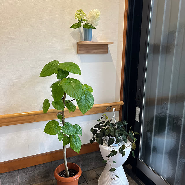 Attaさんの部屋