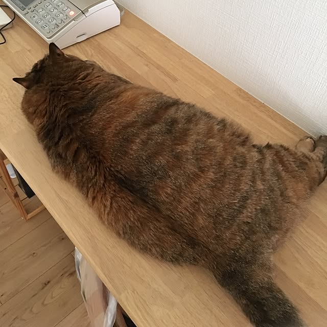 kuu511さんの実例写真