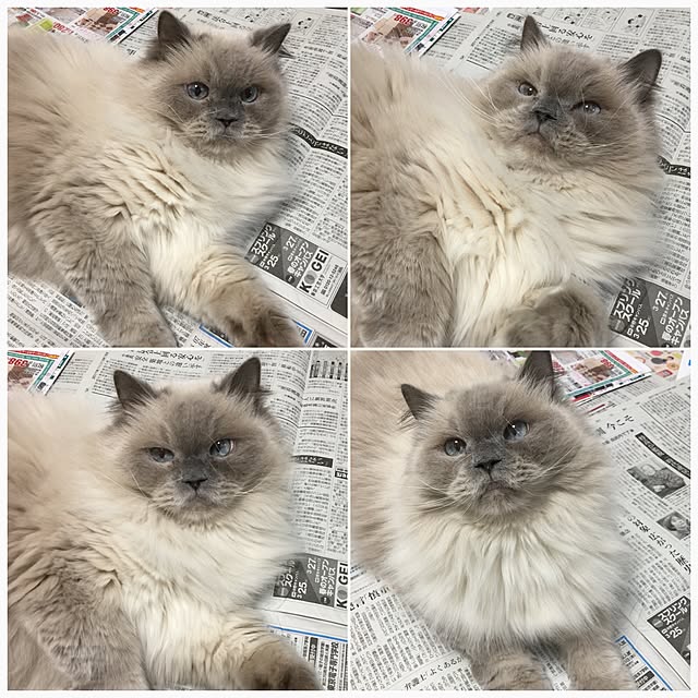 yuchiさんの実例写真