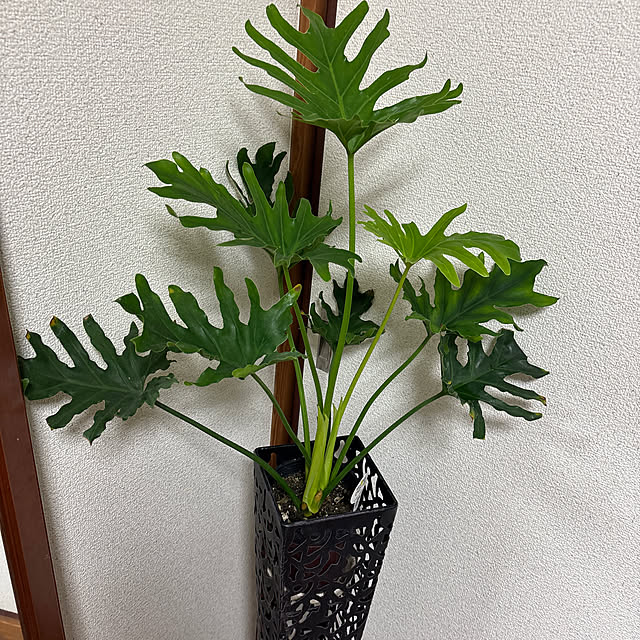 Hiromiさんの実例写真