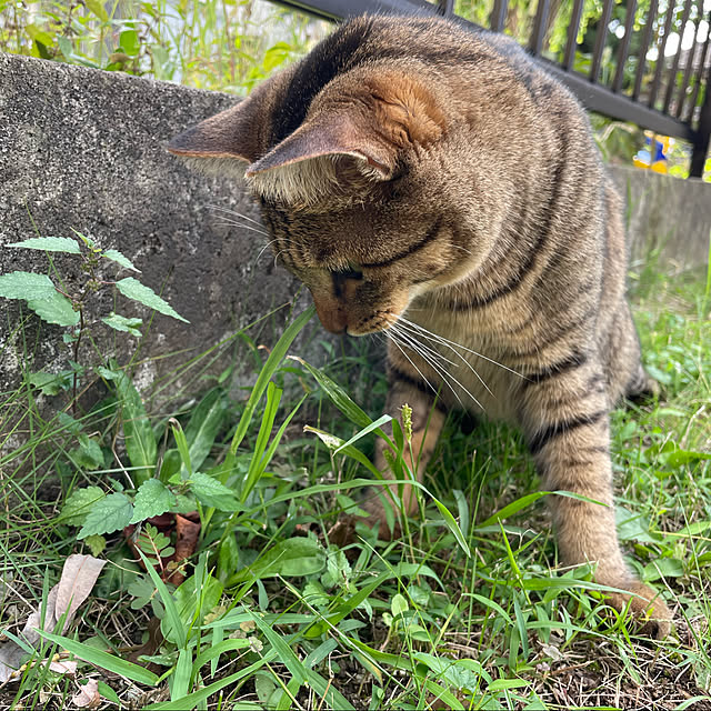 やんちゃ盛り/全部かわいい(*´ω`*)/雑草だらけ。/お庭のある暮らし/キジトラ...などのインテリア実例 - 2021-11-11 14:48:33