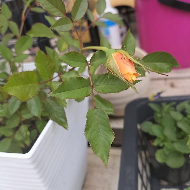 aoiroさんの部屋