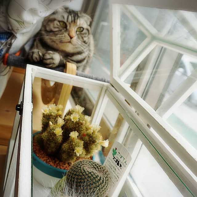 Gomaさんの実例写真