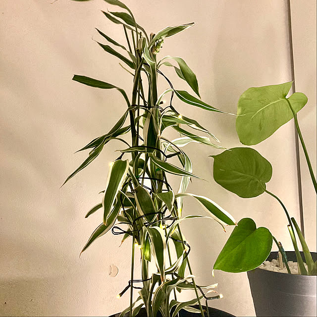 MOMOMAMAさんの部屋