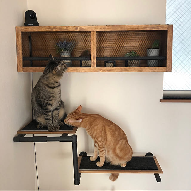 piyocchiさんの実例写真