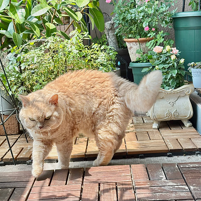 naokoさんの実例写真