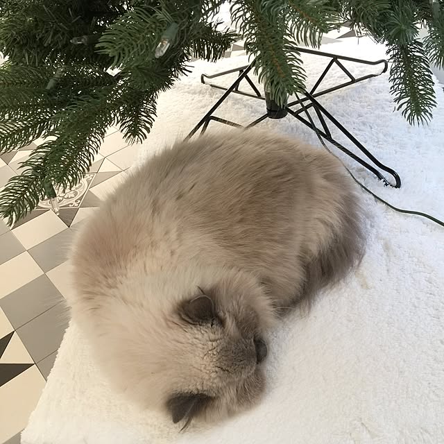 yuchiさんの実例写真