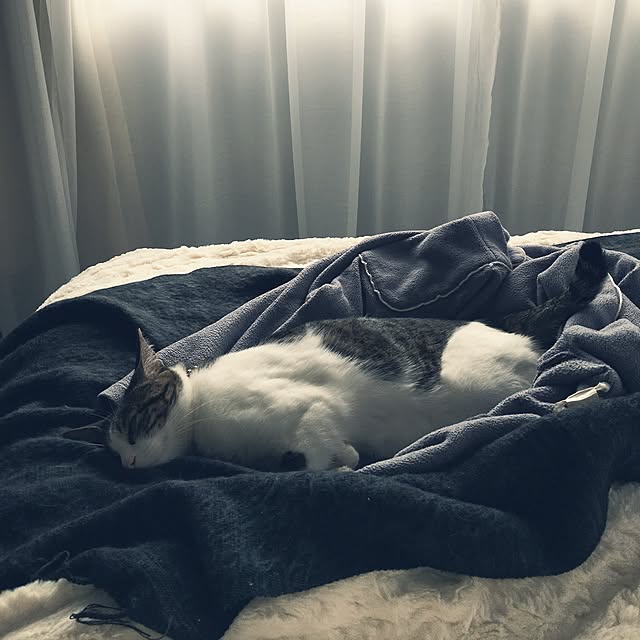 Shihoさんの実例写真