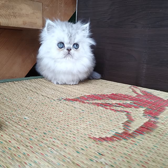 makaronさんの部屋