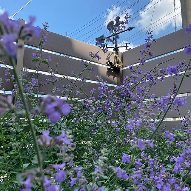 jill_lowさんの実例写真