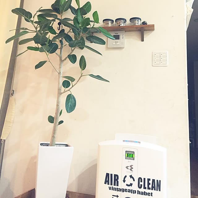 棚/観葉植物/DIY/100均のインテリア実例 - 2016-06-10 22:20:12