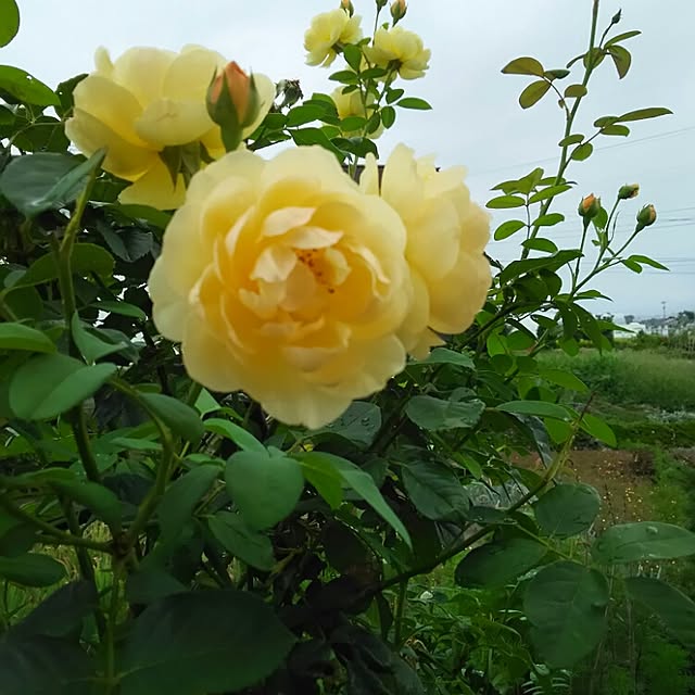 mihomamaさんの実例写真