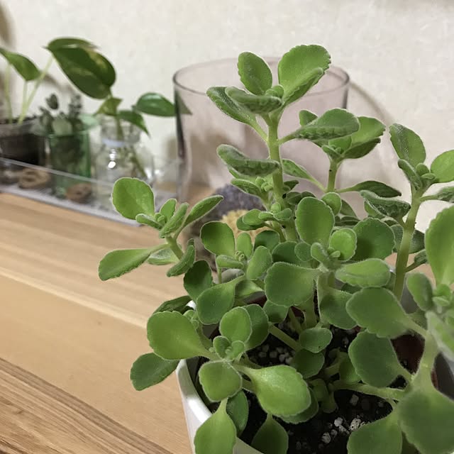 1086inoharuさんの実例写真
