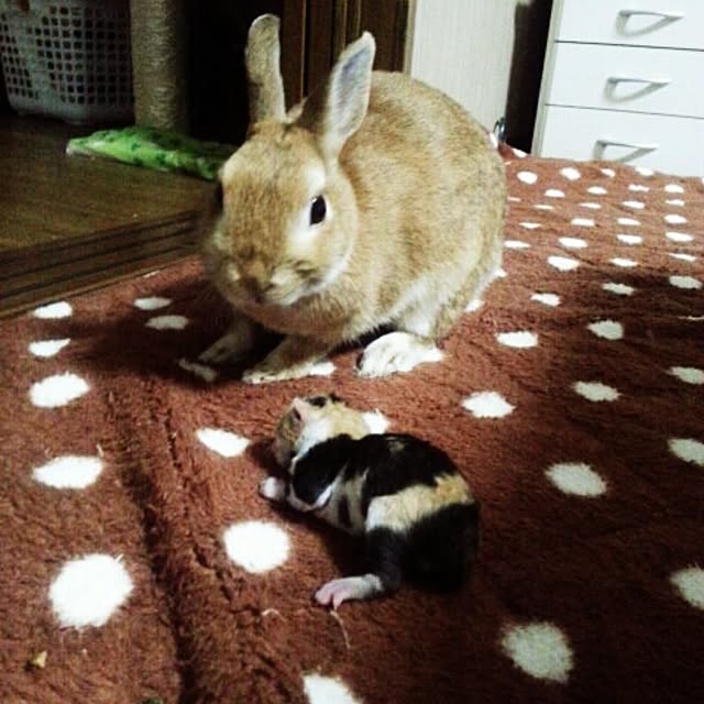 kuuaさんの実例写真