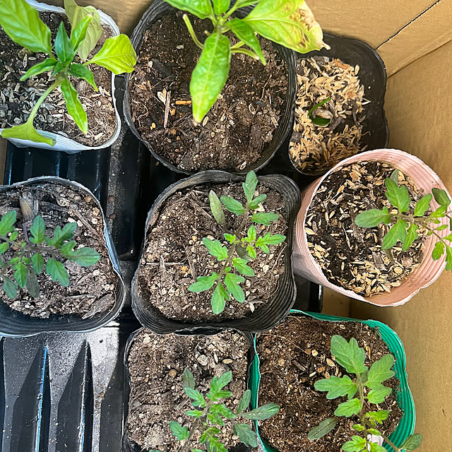 SquarePantsさんの部屋