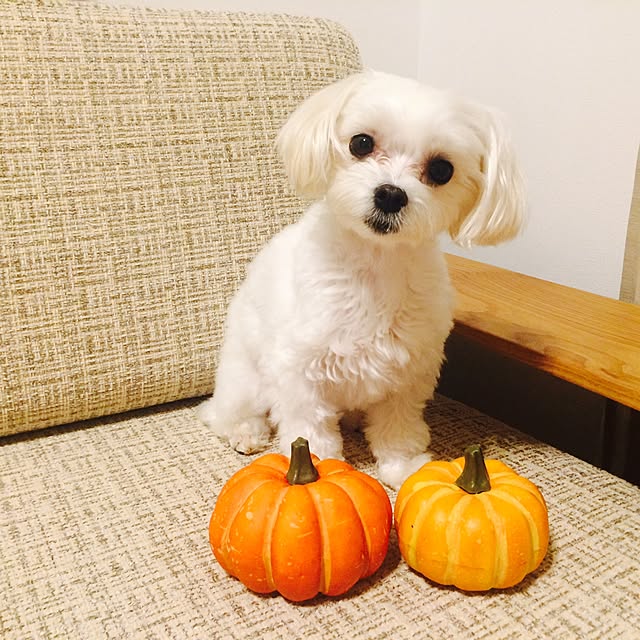 maru-cheeさんの実例写真