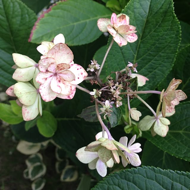 mintさんの実例写真