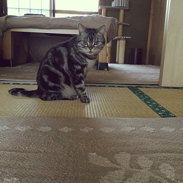 richanさんの実例写真