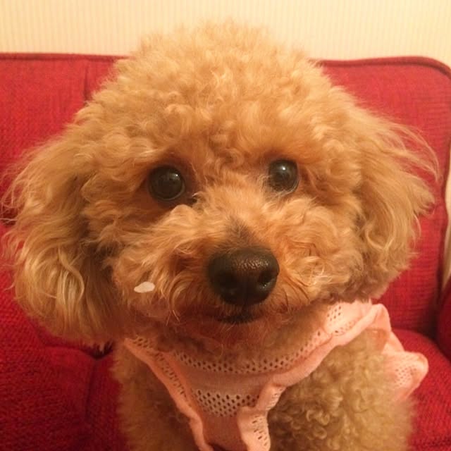 HappyRoseさんの実例写真
