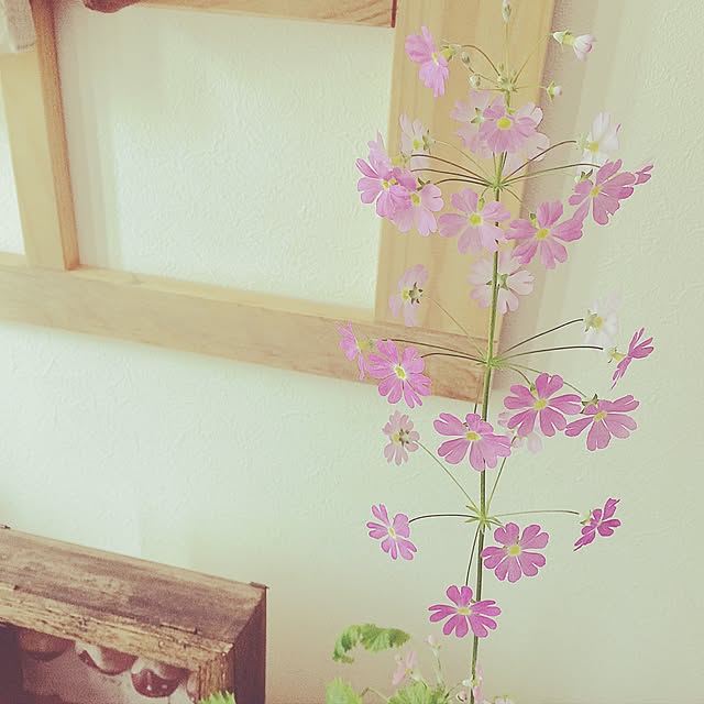 6653さんの実例写真