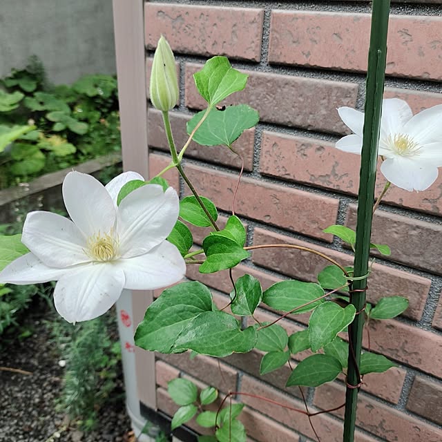 kiraさんの部屋