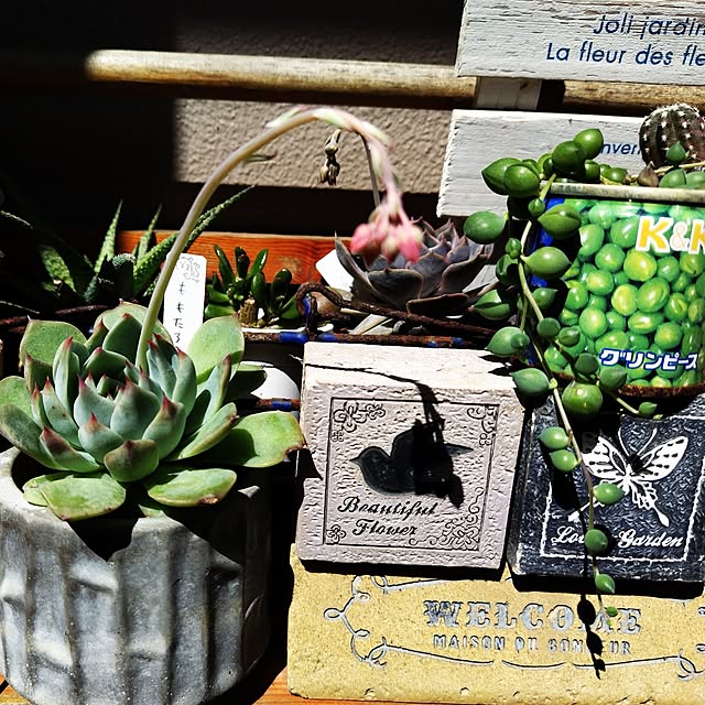 katさんの実例写真