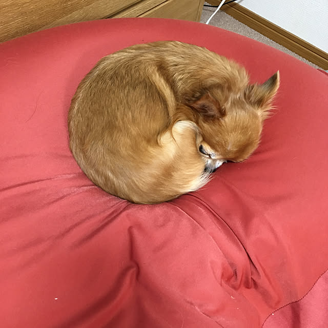 koroさんの実例写真