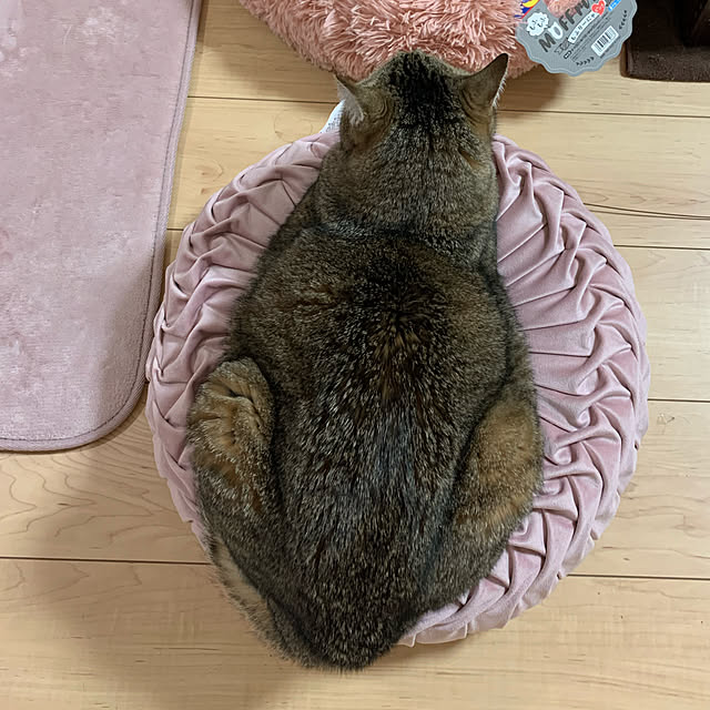 necosukiさんの実例写真
