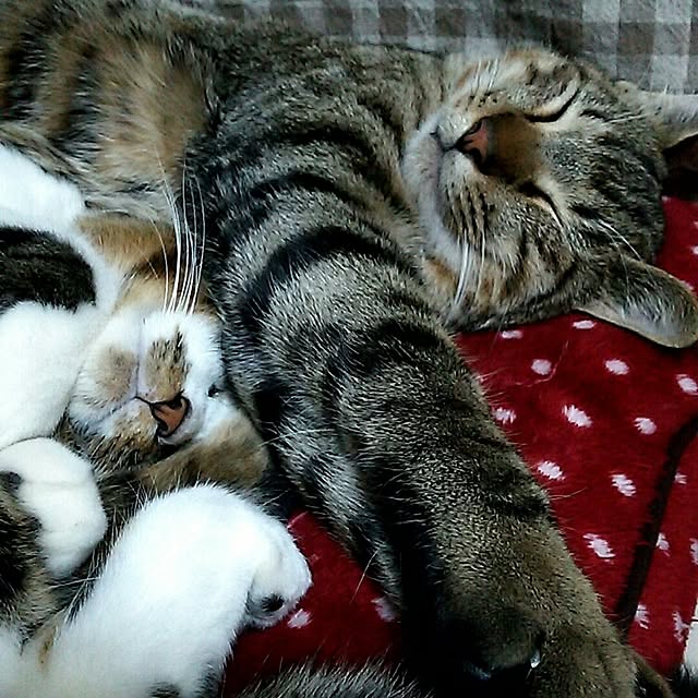catriene0123さんの実例写真