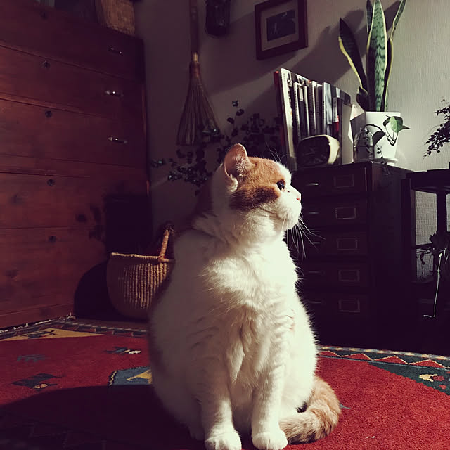 mayuroさんの実例写真