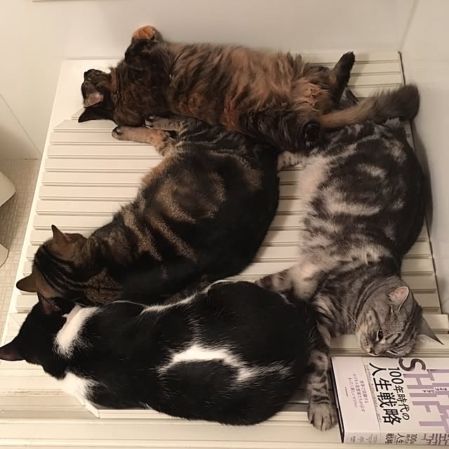 mikomaruさんの実例写真