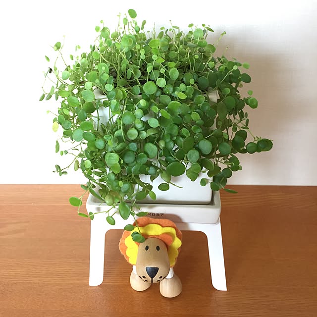 Yorkoさんの実例写真