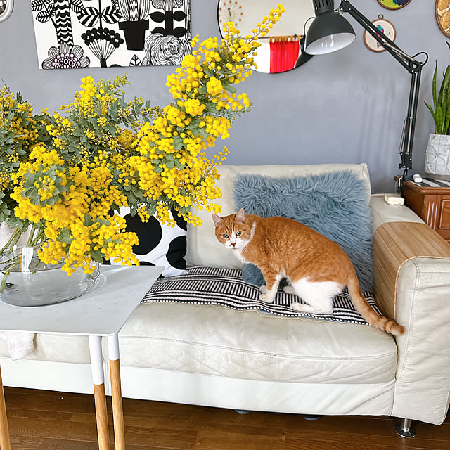 nyanko-beamさんの部屋