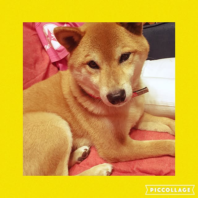 shibaさんの実例写真