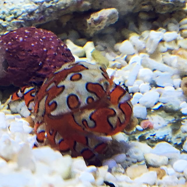aquarium_seaさんの実例写真