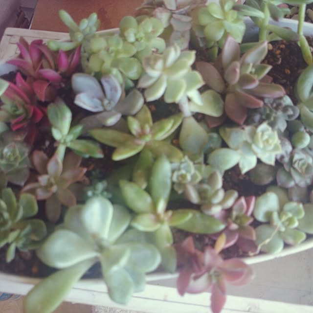 棚/観葉植物/寄せ植えのインテリア実例 - 2015-03-27 10:20:16