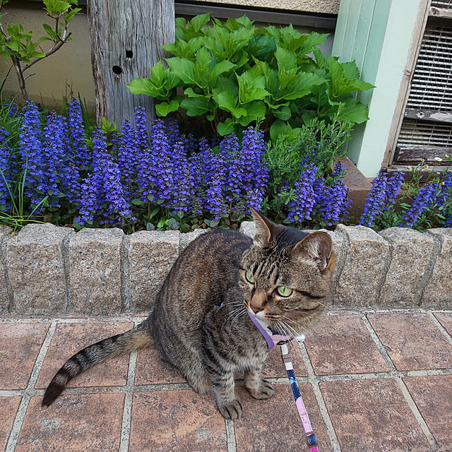 komugiさんの実例写真