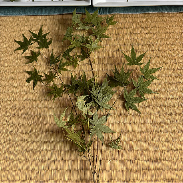 syutmmさんの部屋