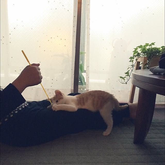 biscoさんの実例写真