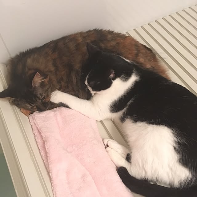 mikomaruさんの実例写真