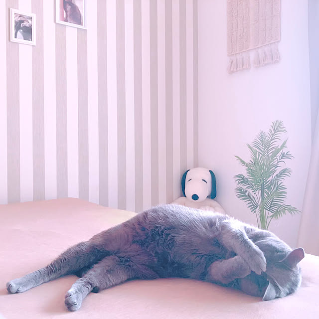 snoopyさんの実例写真
