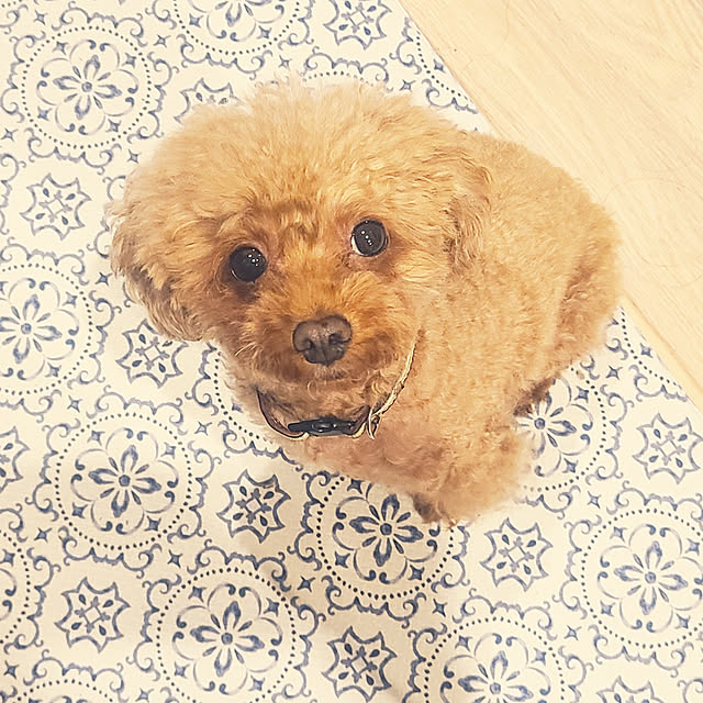 tiaraさんの実例写真