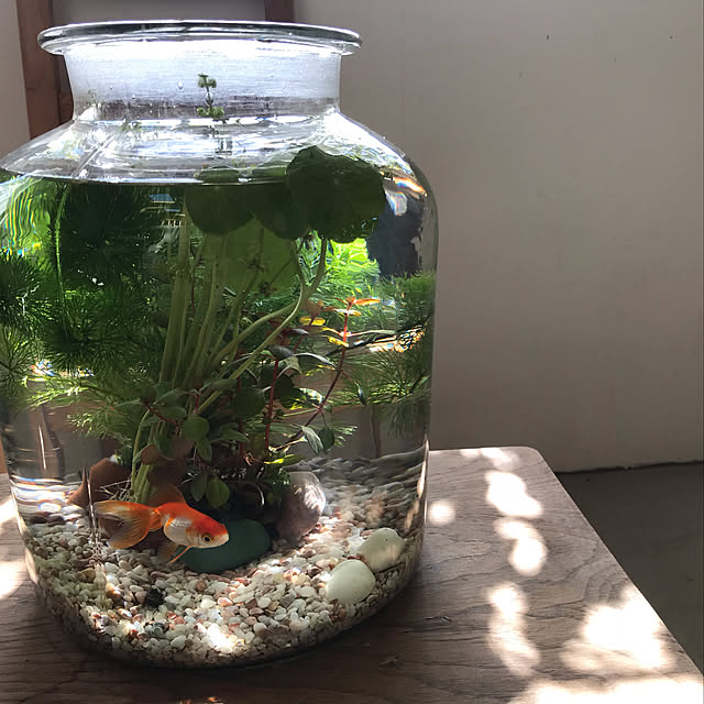 sirohanaさんの実例写真