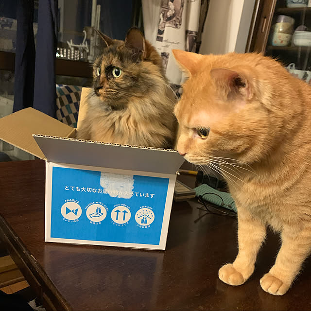 nekohagu2022さんの実例写真