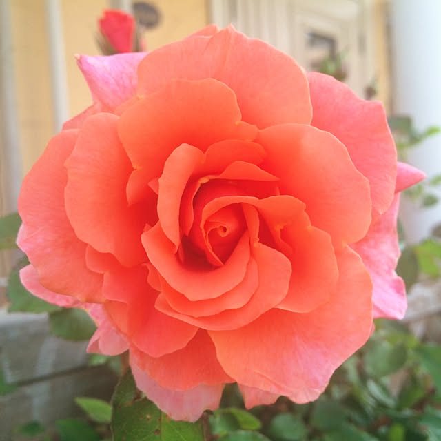 HappyRoseさんの実例写真