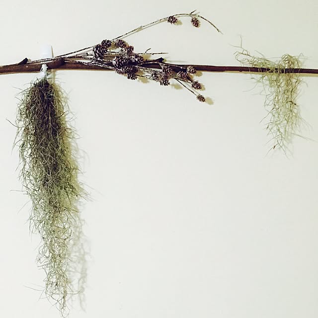 壁/天井/観葉植物のインテリア実例 - 2016-01-12 06:35:55