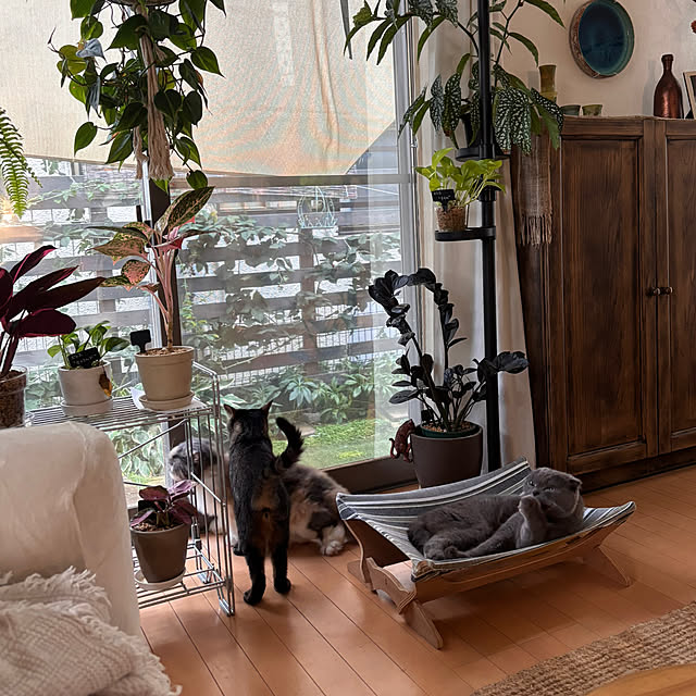 greycatsさんの実例写真