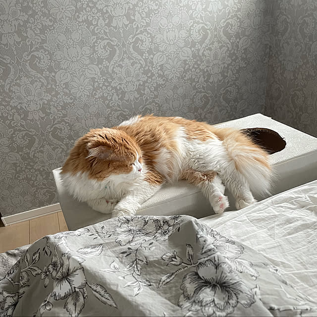 chachaharuloveさんの実例写真