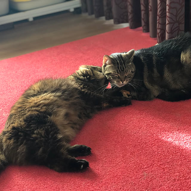 mikomaruさんの実例写真